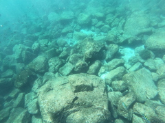 Johnrandallia nigrirostris