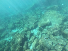 Abudefduf troschelii