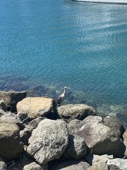 Phalacrocorax punctatus punctatus