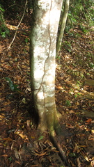 Trichospermum galeottii