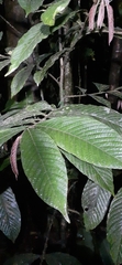 Guarea bullata