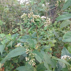 Chromolaena quercetorum