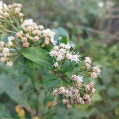 Chromolaena quercetorum