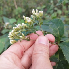 Chromolaena quercetorum