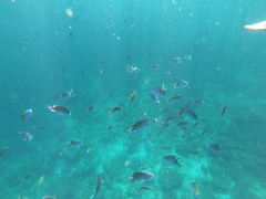 Cephalopholis colonus