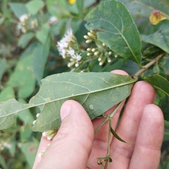 Chromolaena quercetorum