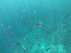 Abudefduf troschelii