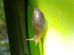 Succineidae