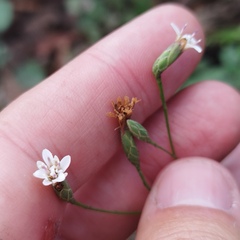 Acourtia nudicaulis