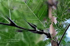 Vachellia cornigera