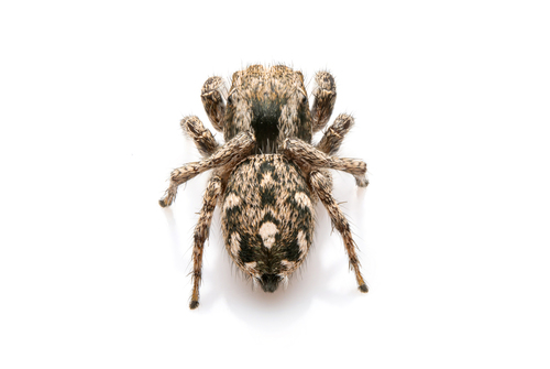 Habronattus contingens