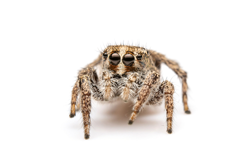 Habronattus contingens