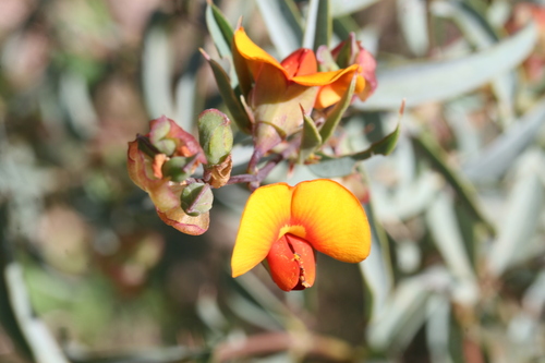 Image of Gastrolobium calycinum by (c) Benjamin Anderson, some rights reserved (CC BY)