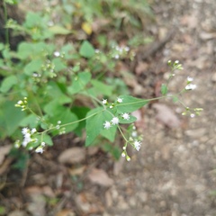 Fleischmannia seleriana