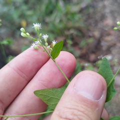 Fleischmannia seleriana