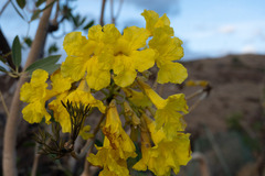 Tabebuia aurea