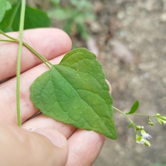 Fleischmannia seleriana
