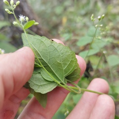 Fleischmannia seleriana