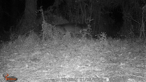 White-tailed Deer photographed in Louisiana