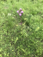 Campuloclinium macrocephalum