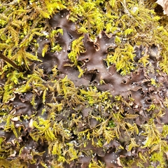 Peltigera elisabethae