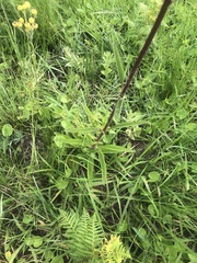 Campuloclinium macrocephalum