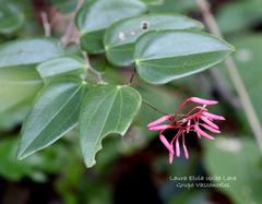 Bauhinia jenningsii