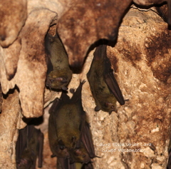 Artibeus jamaicensis