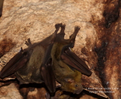 Artibeus jamaicensis