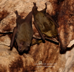 Artibeus jamaicensis