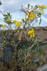 Tabebuia aurea
