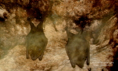 Artibeus jamaicensis