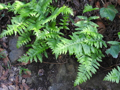 Polypodium