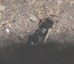 Scarites subterraneus