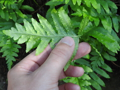 Polypodium