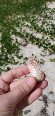 Arca zebra