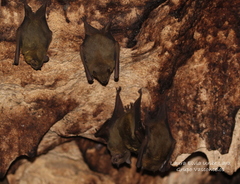 Artibeus jamaicensis