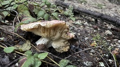 Russulales