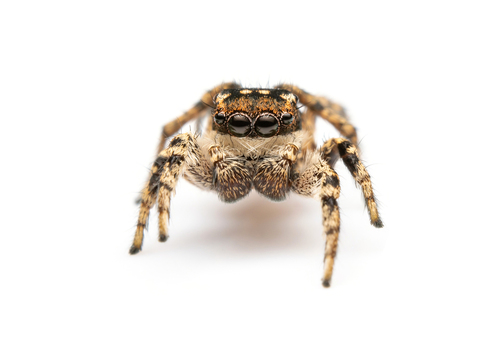 Habronattus contingens