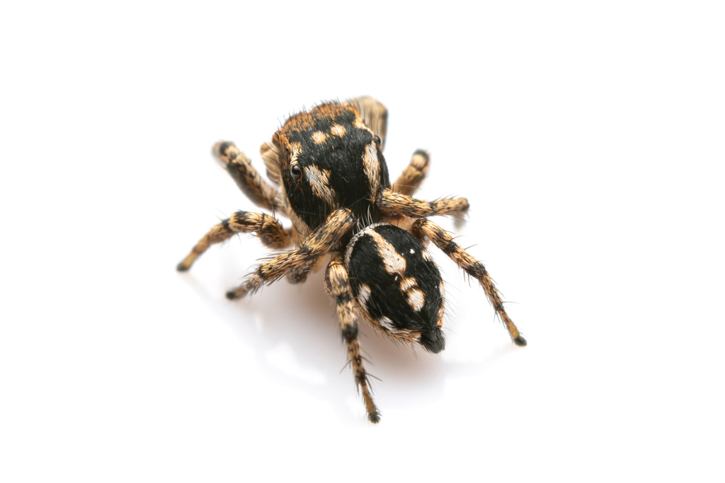 Habronattus contingens