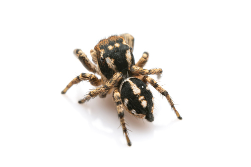 Habronattus contingens