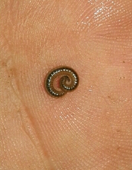 Brachyiulus