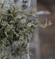 Ramalina darwiniana