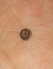 Brachyiulus
