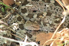 Crotalus aquilus