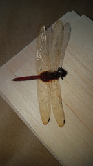 Tauriphila australis