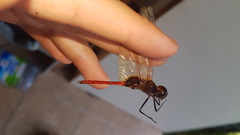 Tauriphila australis