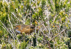 Stipiturus malachurus malachurus