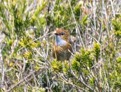 Stipiturus malachurus malachurus