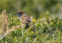 Stipiturus malachurus malachurus
